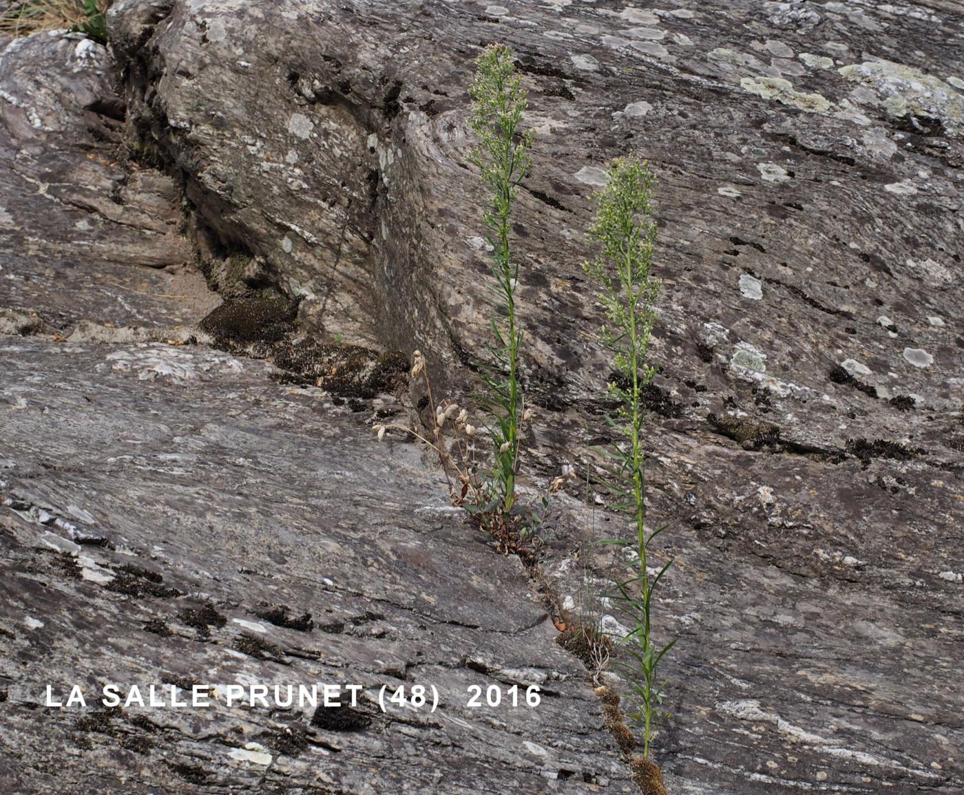 Fleabane, Canadian plant